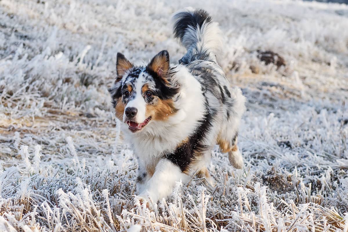 Immunsystem des Hundes VTG Tiergesundheit