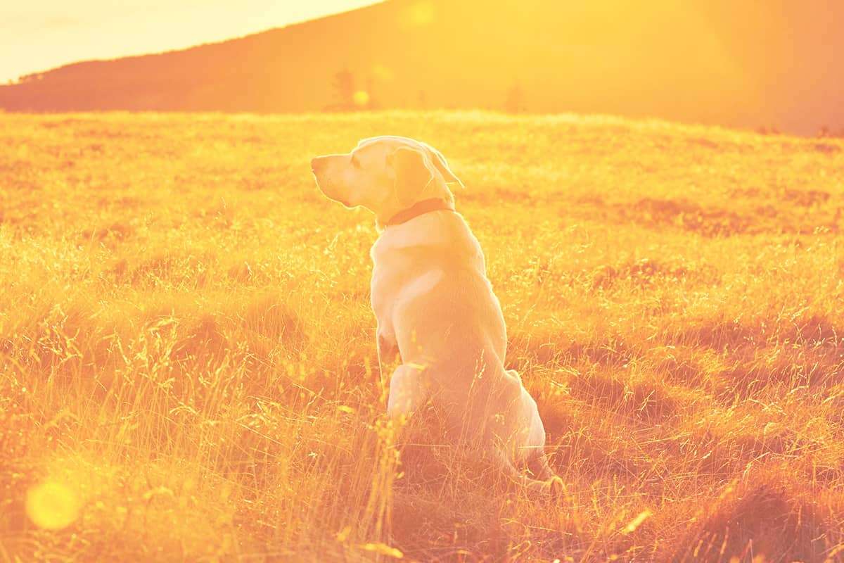 Sonnenbrand bei Hunden vorbeugen VTG Tiergesundheit