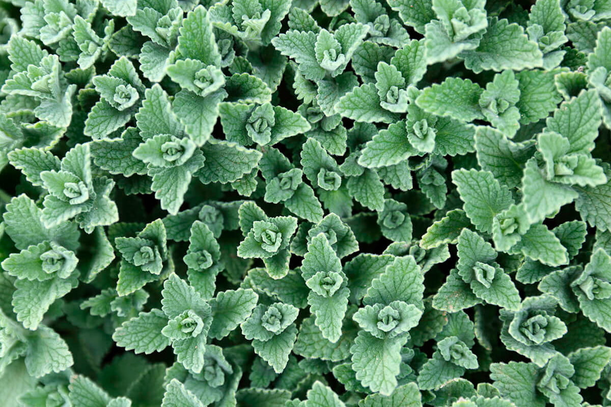 Giftige und ungiftige Pflanzen für Katzen VTG Tiergesundheit