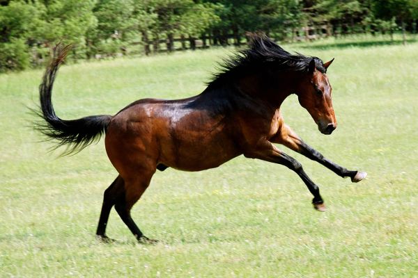 Frühlingsgefühle bei Pferden - Energieschub bei Pferden im Frühling