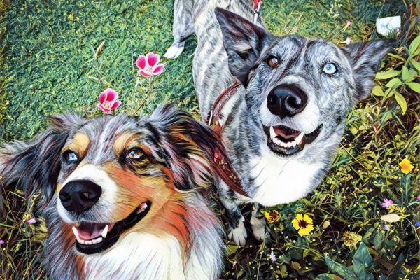 Mein Hund und Ich - Die schönsten Hundegeschichten