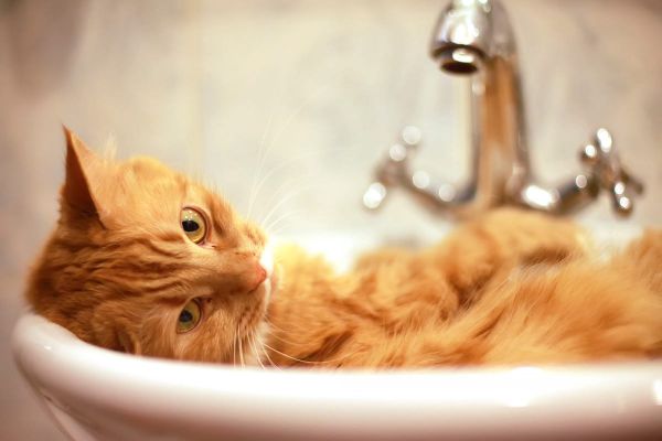 Meine Katze ist plötzlich unsauber - Gründe dafür und was man tun kann