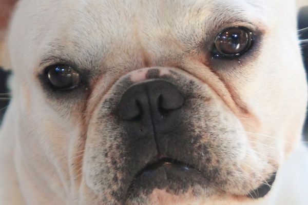 Brachizephales Syndrom bei Hunden