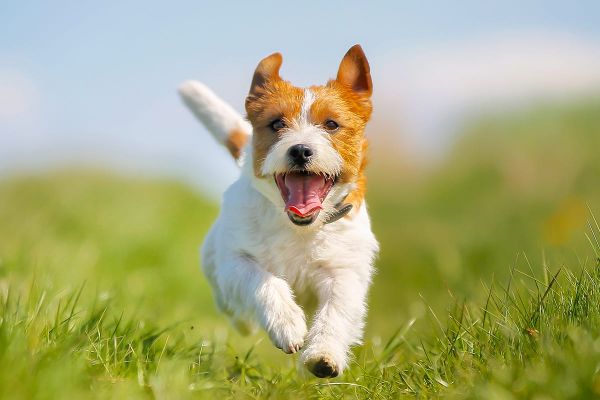 Ein fitter und gesunder Hund - Warum Bewegung so wichtig ist