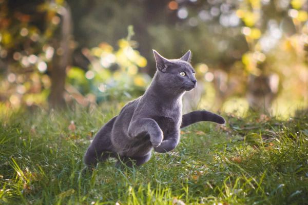 Warum Katzen manchmal hecheln - rennende Katze