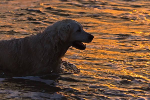 Fellpflege beim Hund – häufiges Baden schadet dem Fell
