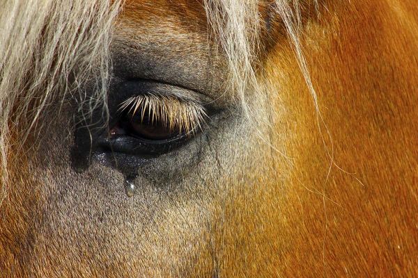 Gereizte Augen bei Pferden