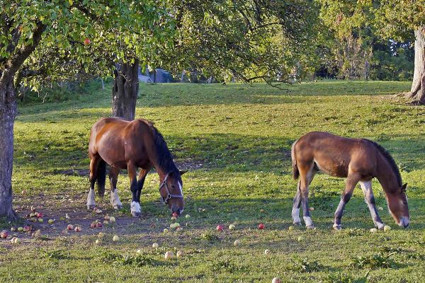 Bäume für Pferdekoppeln - Pferde zwischen Obstbäumen