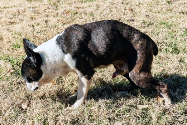 Vorhautentzündung bei Hunden