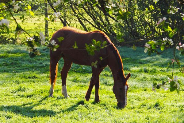 Anweiden für Pferde im Frühling - Das langsame Gewöhnen ans Gras