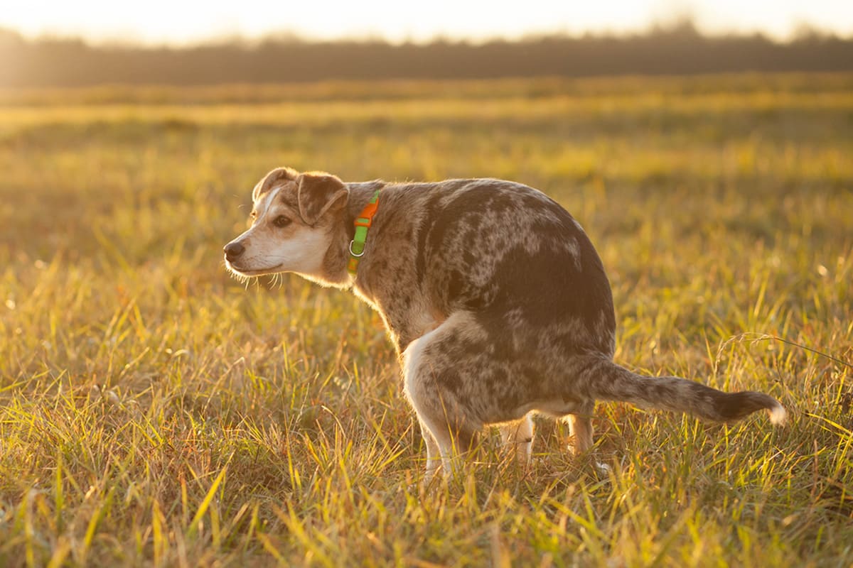 Ratgeber bei Hunden | VTG Tiergesundheit