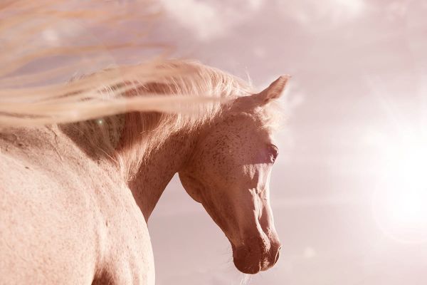 Der Einfluss von Licht auf die Gesundheit eines Pferdes