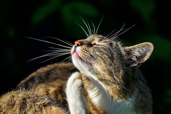 Haarlinge bei Katzen