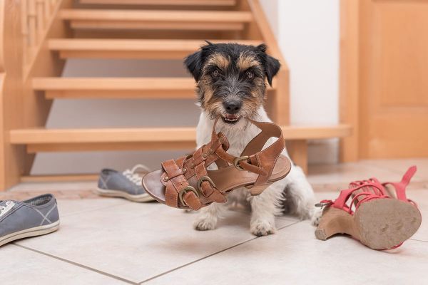 Warum getragene Schuhe und Socken für Hunde so anziehend sind