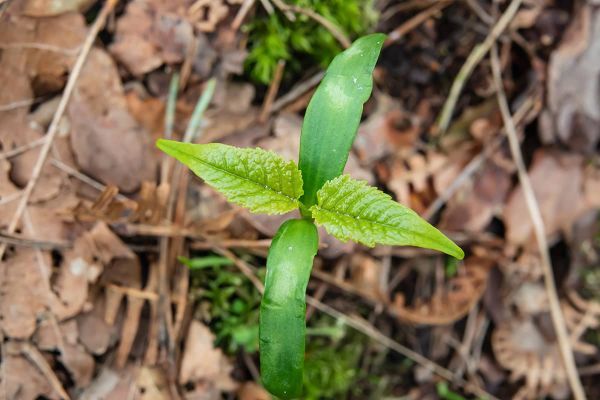 Atypischer Weidetod bei Pferden - Keimling des Bergahorns