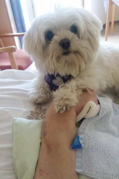 Bommel gibt Pfötchen