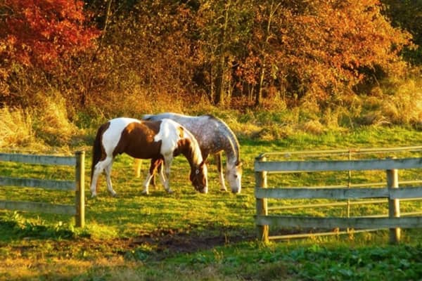 Goldener Herbst - meine Erfahrungen mit der Mauke