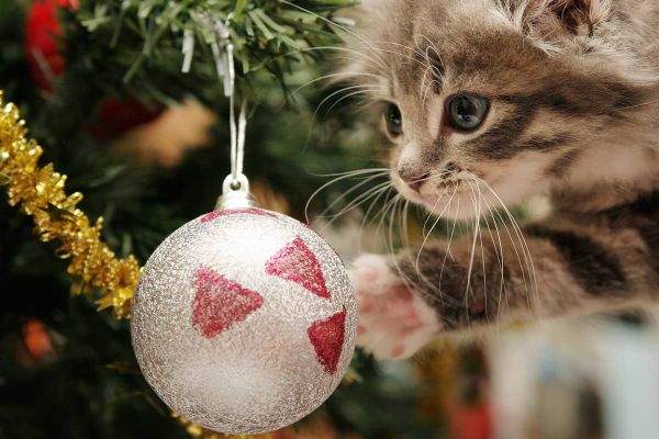Besinnliche Weihnachten ohne Gefahren für Katzen