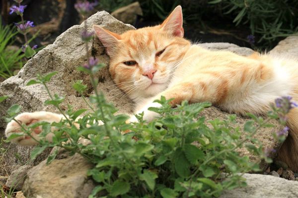 Katzenminze - Warum Katzen die Pflanze so lieben