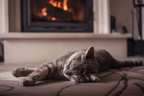 Besinnliche Festtage für Samtpfoten