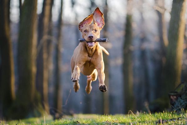 Hunde im Frühling - Frühlingsgefühle