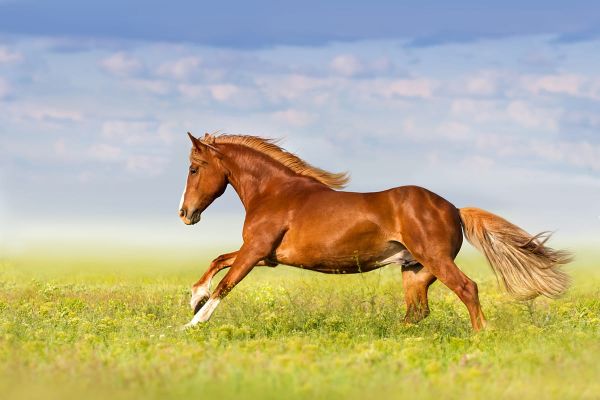 Arthrose bei Pferden