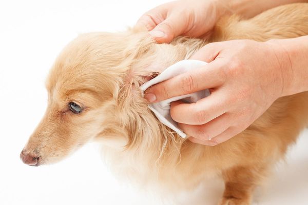 Ohrmilben bei Hunden - Vorbeugung und Pflege