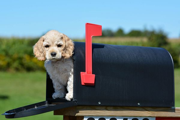 Hunde mögen keine Postboten - Tatsache oder Vorurteil