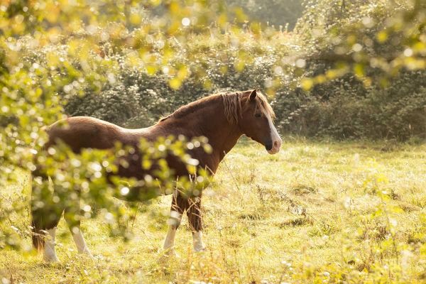 Knabberspaß für Pferde - Bäume und Sträucher für Pferdekoppeln