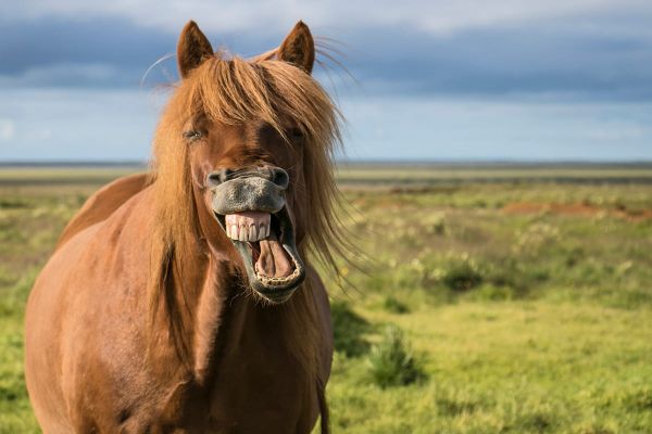 Zahnpflege beim Pferd - für gesunde Pferdezähne