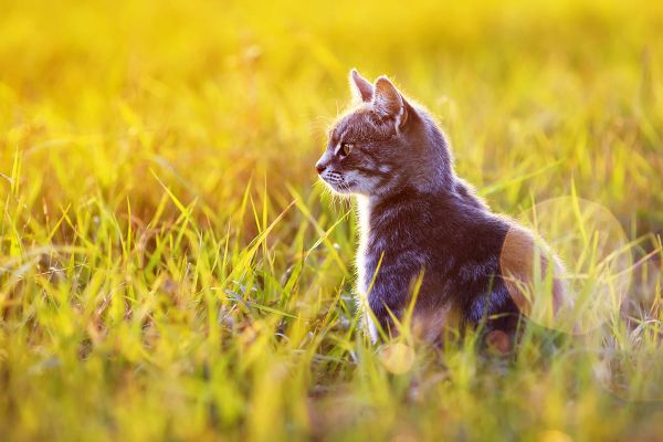 Bakterielle Blasenentzündung bei Katzen - Ursachen