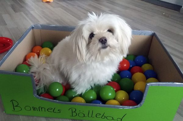 Kleiner Hund mit großer Aufgabe - Therapie-Assistenzhund im Einsatz