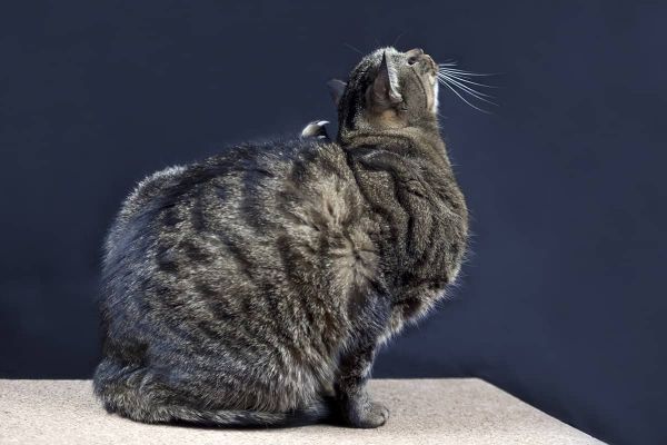 Ohrmilben bei Katzen - Vorbeugung