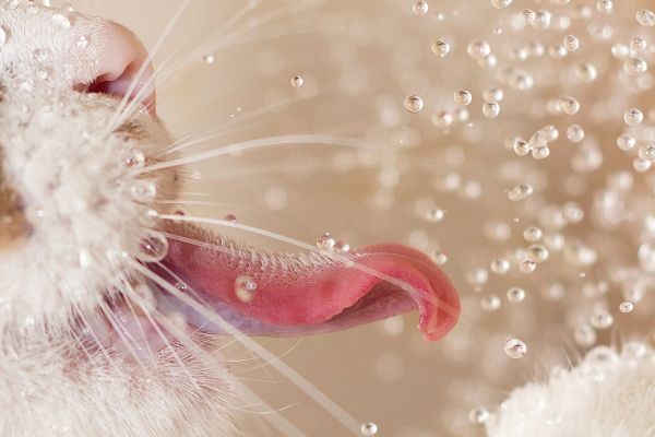 Die Katzenzunge - ein hoch spezialisiertes Werkzeug - anatomisch einzigartig