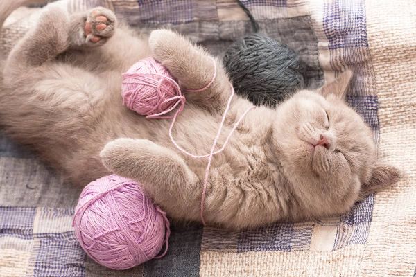 Eine Katze soll es sein - Wichtige Grundregeln für den ersten Tag im neuen Zuhause