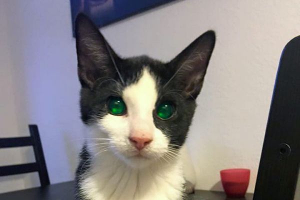 Ein blinder Kater erobert die Welt - Die Geschichte vom kleinen Elvis