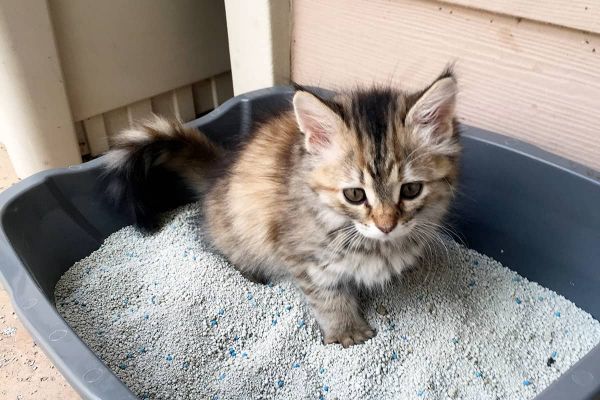 Unsaubere Katze - Psychische Auslöser