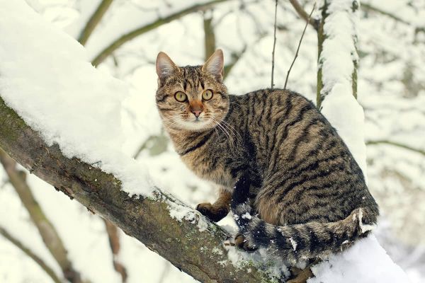 Immunsystem der Katze