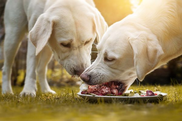Warum Hunde schlingen - 3 Tipps für langsameres Fressen