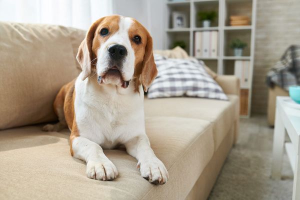 Eine hundesichere Wohnung - Gefahren für Hunde im Haushalt
