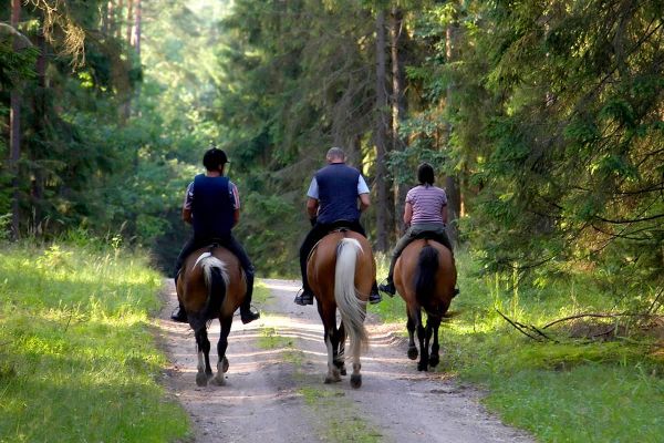 Mit dem Pferd in die Natur – Ein entspannter Start in die Ausrittsaison