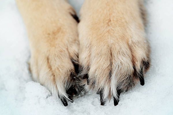 Pfotenschutz und Ballenpflege für Hunde im Winter