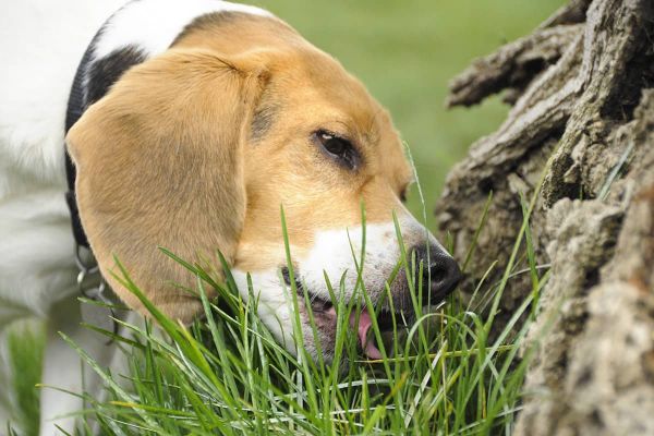 Wenn Hunde Gras fressen - mögliche Gründe und Risiken
