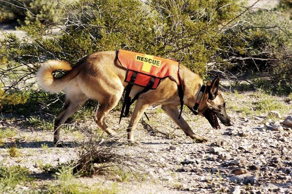 Hundejob – Rettungshund im Einsatz