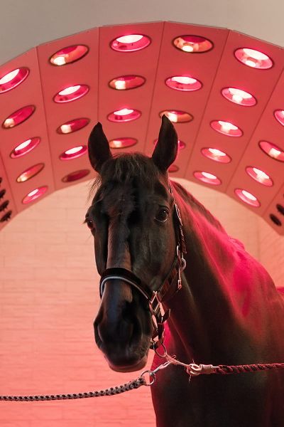 Der Einfluss von Licht auf die Gesundheit eines Pferdes - Solarium für Pferde