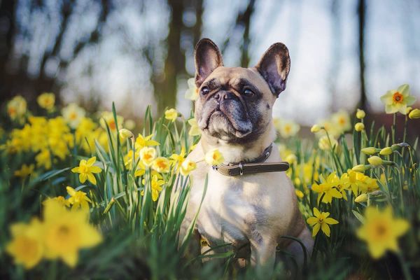 Hunde im Frühling - von A wie Allergie bis Z wie Zecke