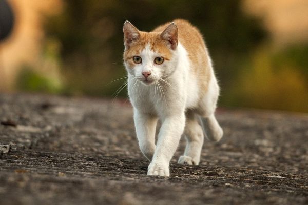 Arthrose bei Katzen - Ursachen