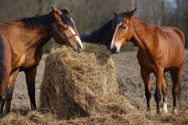 Bedarfsgerechte Pferdefütterung
