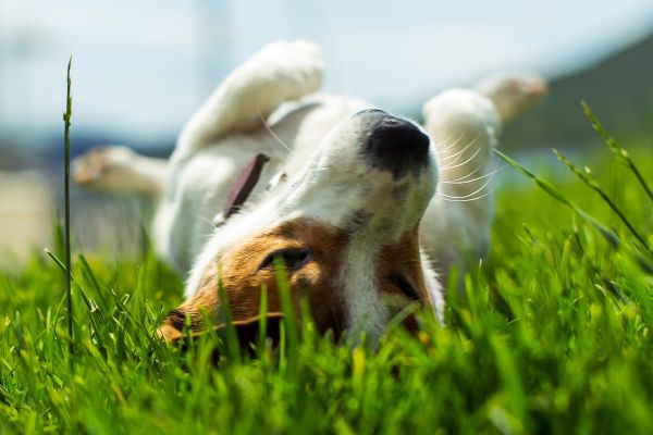 Anti-Giftköder-Training für Hunde durch Geduld und klare Ansagen