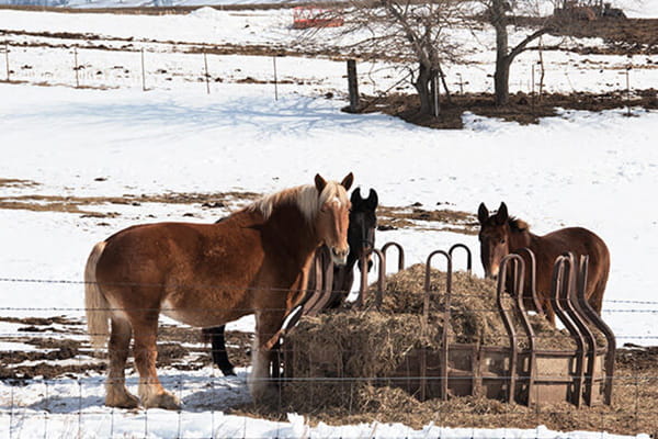 Haarlinge im gesamten Pferdebestand behandeln
